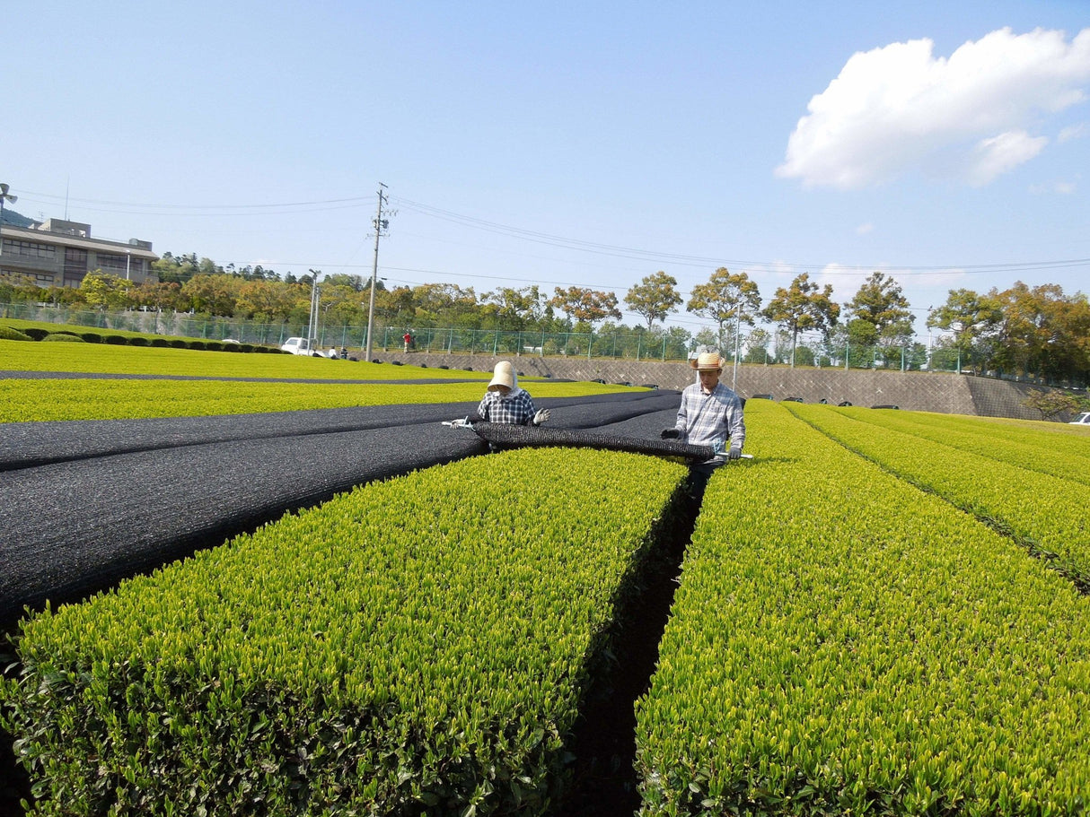 Marushige Shimizu Tea Farm: Kabusecha Shaded Green Tea, Tsuyuhikari つゆひかり - yumenet.live