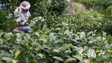 Michiko's Handpicked, Sun-Dried Awa Bancha from Kamikatsu Village, Tokushima - yumenet.live