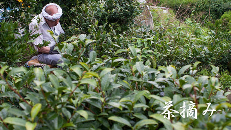 Michiko's Handpicked, Sun-Dried Awa Bancha from Kamikatsu Village, Tokushima - yumenet.live