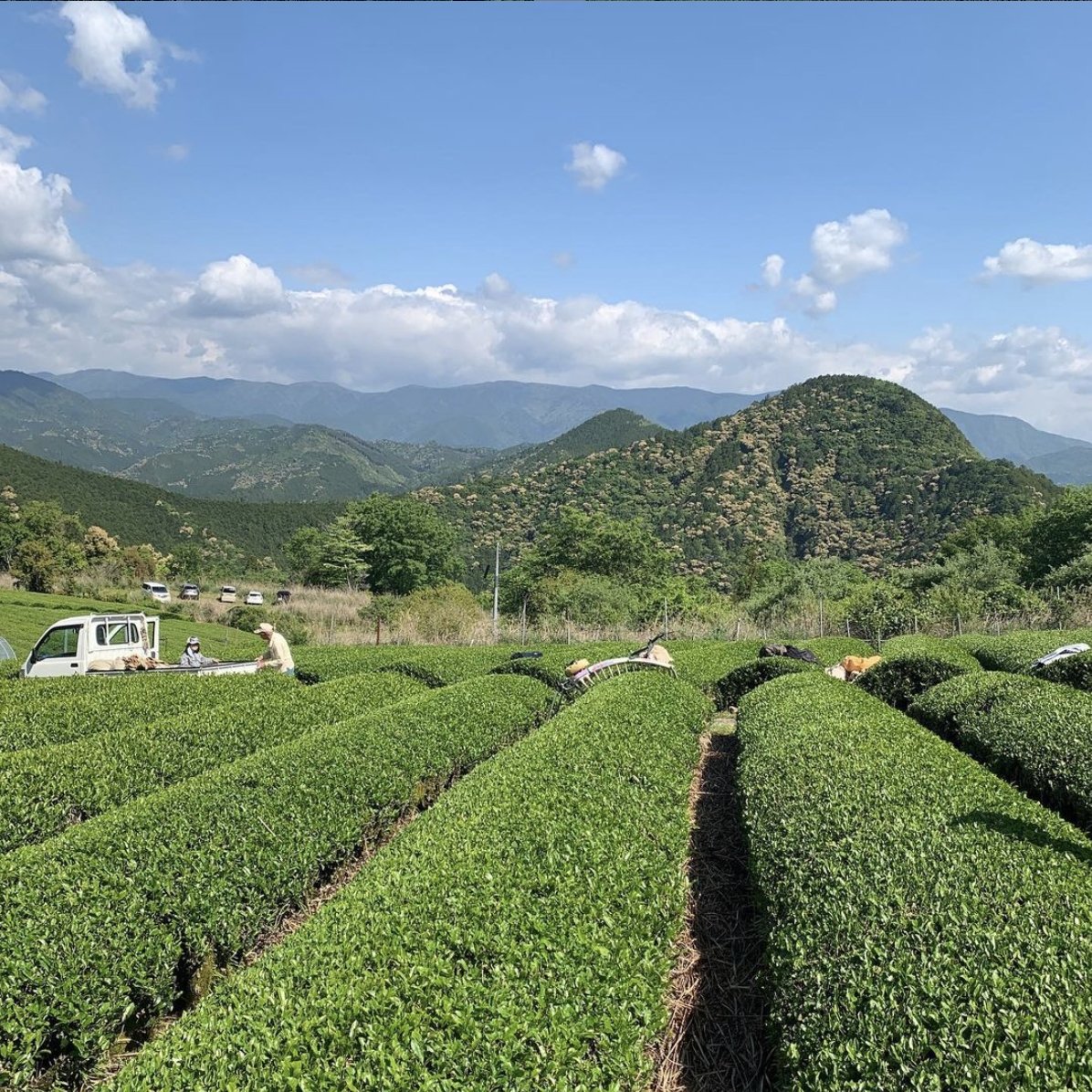 Mitocha NR003: 2018 Aged, Sun-dried Kamairicha Namacha 天日干し釜炒り生茶 - yumenet.live
