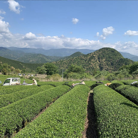 Mitocha NR004: Sun-dried Kamairicha Harubancha 天日干し釜炒り春ばん茶 - yumenet.live