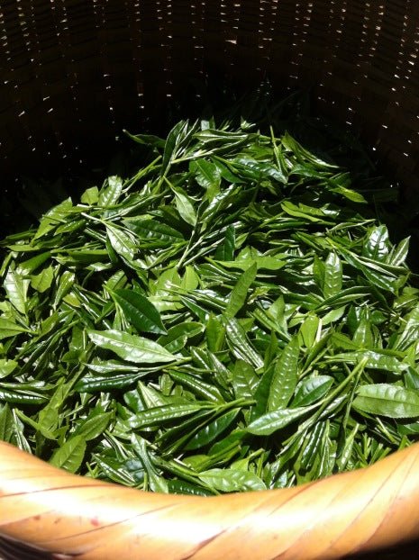 Mitocha NR005: Aged, Sun-dried Kamairicha Bancha 天日干し釜炒りばん茶 - yumenet.live