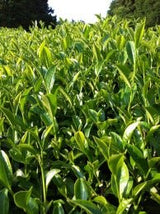 Mitocha NR005: Aged, Sun-dried Kamairicha Bancha 天日干し釜炒りばん茶 - yumenet.live