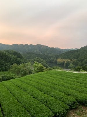 Mitocha NR005: Aged, Sun-dried Kamairicha Bancha 天日干し釜炒りばん茶 - yumenet.live