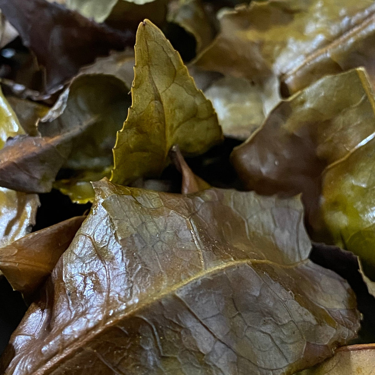 Mitocha NR006: Makibi Kancha Firewood Winter Green Tea (Aged) 薪火寒茶 - yumenet.live