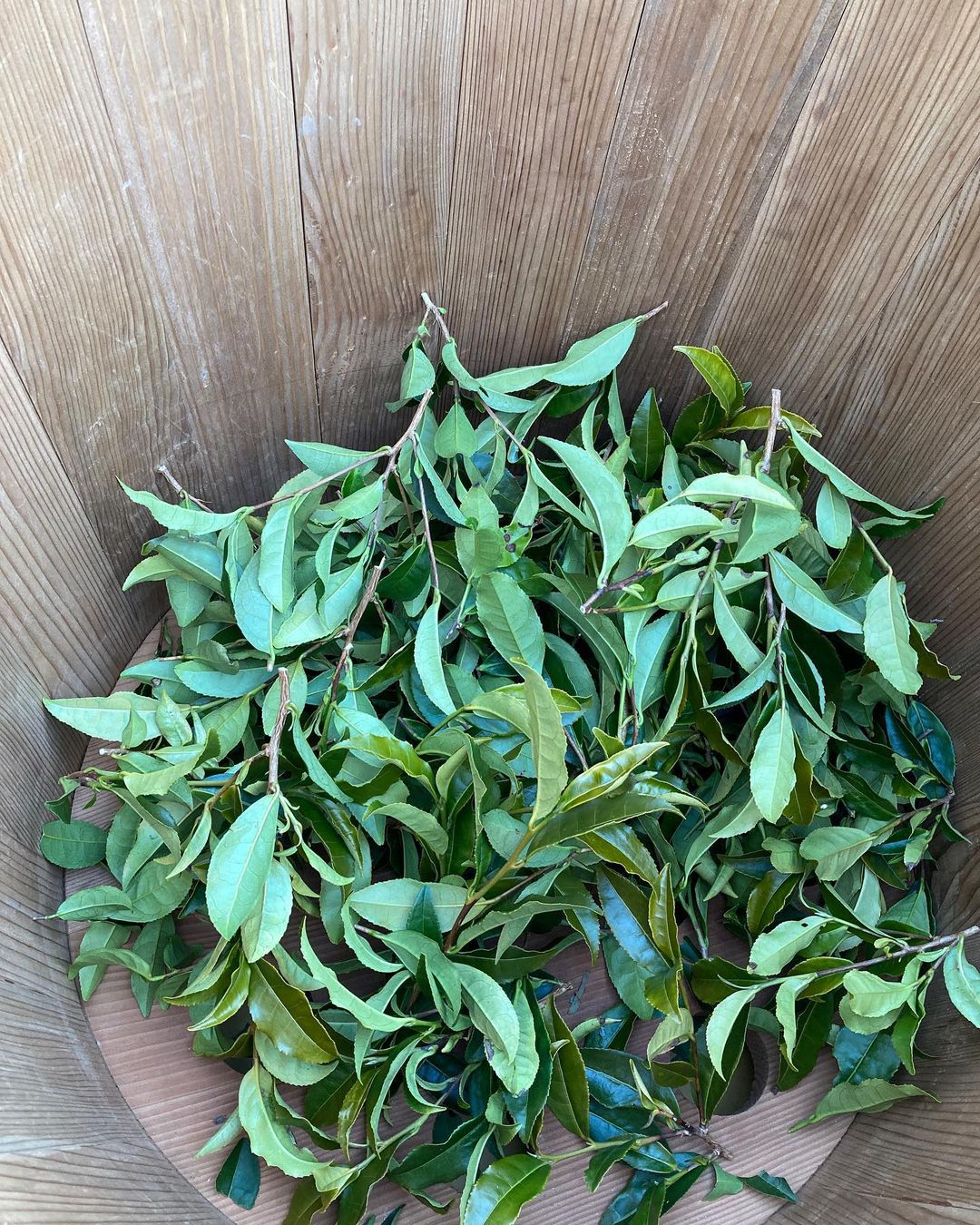 Mitocha NR006: Makibi Kancha Firewood Winter Green Tea (Aged) 薪火寒茶 - yumenet.live