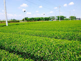Morita Tea Garden #04: 2022 Sayama Karigane (Premium Stem Tea) 雁が音 - yumenet.live