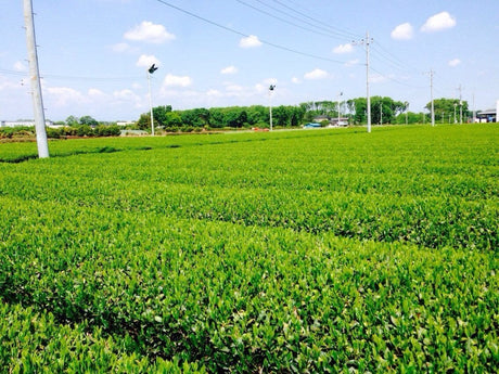 Morita Tea Garden #04: 2022 Sayama Karigane (Premium Stem Tea) 雁が音 - yumenet.live
