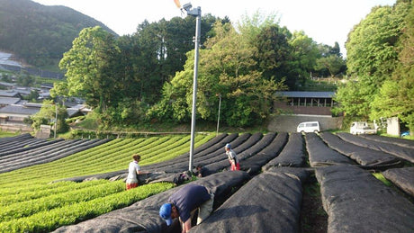 Nakai Tea Farm: 2022 Yabukita Fukamushicha from Wazuka, Kyoto. Grown Without Pesticides - yumenet.live