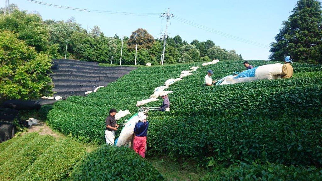 Nakai Tea Farm: Premium Yabukita Sencha from Wazuka Kyoto. Grown Without Pesticides - yumenet.live
