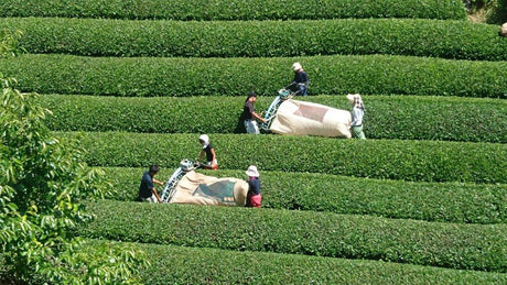 Nakai Tea Farm: Premium Yabukita Sencha from Wazuka Kyoto. Grown Without Pesticides - yumenet.live