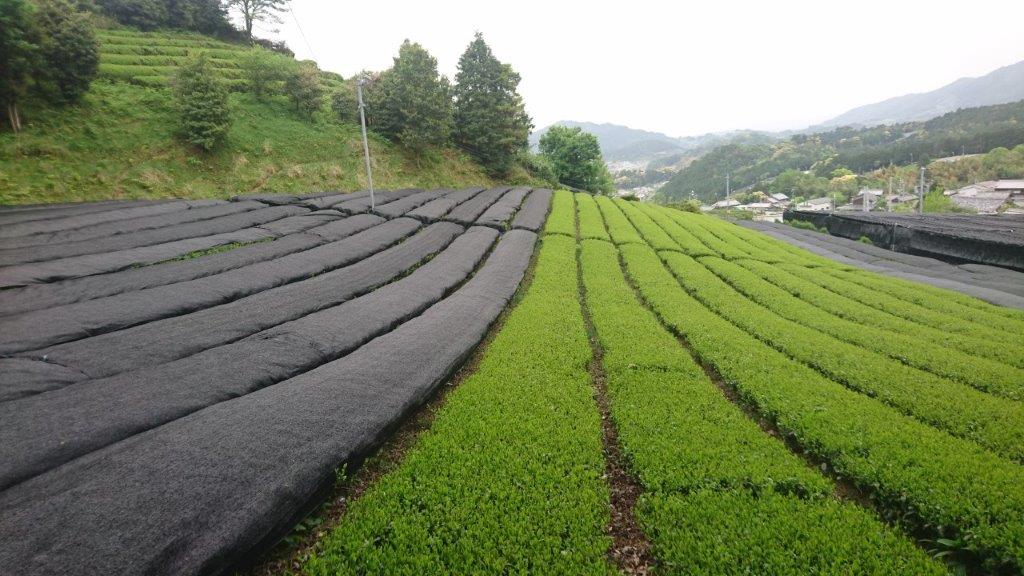 Nakai Tea Farm: Yabukita Kabusecha from Wazuka, Kyoto. Grown Without Pesticides - yumenet.live