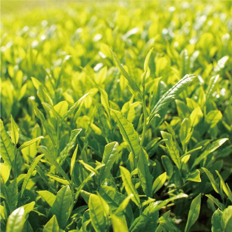 NaturaliTea #09: Superior Hojicha Roasted Green Tea (Spring Harvest) 上ほうじ茶 - yumenet.live