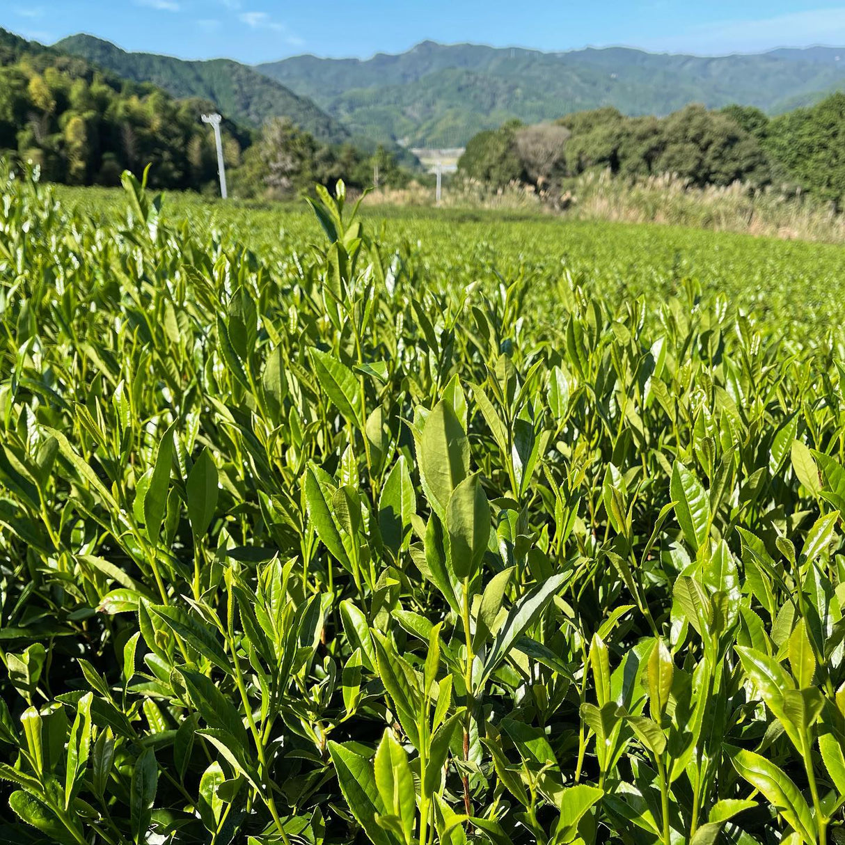 NaturaliTea #10: 2022 Kukicha Midori, Stem Tea - yumenet.live