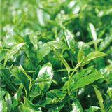NaturaliTea #18: 2022 Organic Premium Kabuse Sencha 有機一番摘み煎茶: 冠(かぶせ)茶 - yumenet.live