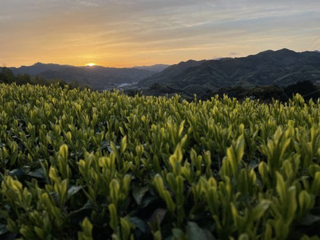 NaturaliTea: Genmaicha Brown Rice Green Tea, Grown Pesticide Free 無農薬茶：玄米茶 - yumenet.live