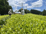 NaturaliTea: Genmaicha (Brown Rice Green Tea) with Matcha, Grown Pesticide Free 抹茶いり玄米茶 - yumenet.live