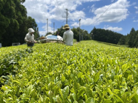 NaturaliTea: Genmaicha (Brown Rice Green Tea) with Matcha, Grown Pesticide Free 抹茶いり玄米茶 - yumenet.live