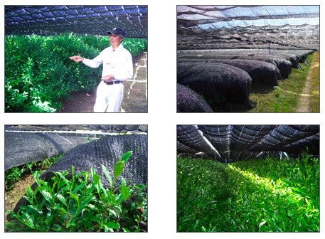 Nishide Premium Selection: Gyokuro Samidori by The Nishikawa Tea Farm 宇治田原西川茶園製玉露さみどり - yumenet.live