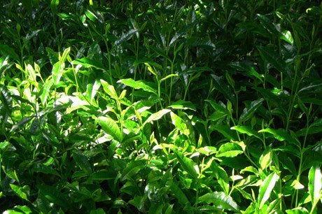 Nishide Premium Selection: Gyokuro Samidori by The Nishikawa Tea Farm 宇治田原西川茶園製玉露さみどり - yumenet.live
