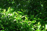 Nishide Premium Selection: Gyokuro Samidori by The Nishikawa Tea Farm 宇治田原西川茶園製玉露さみどり - yumenet.live