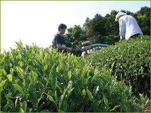 Obubu: 2022 Sencha of the Spring Sun - yumenet.live
