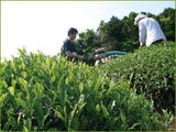 Obubu: 2022 Sencha of the Spring Sun - yumenet.live