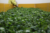 Ogura Tea Garden: Yabukita Wakocha First Flush Black Tea from Ashigara, Kanagawa 足柄産のやぶきた紅茶 - yumenet.live