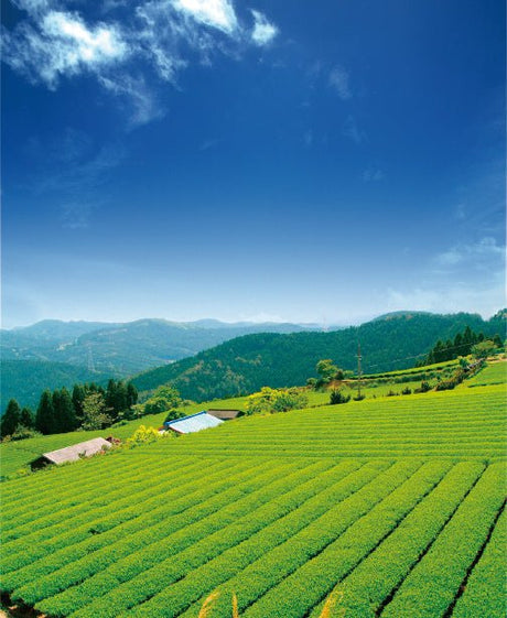 Osada Tea: Organic Kamairicha Ichouka (Withered, Pan-Fired Green Tea) From Shizuoka, Zairai 有機釜炒り茶 - yumenet.live