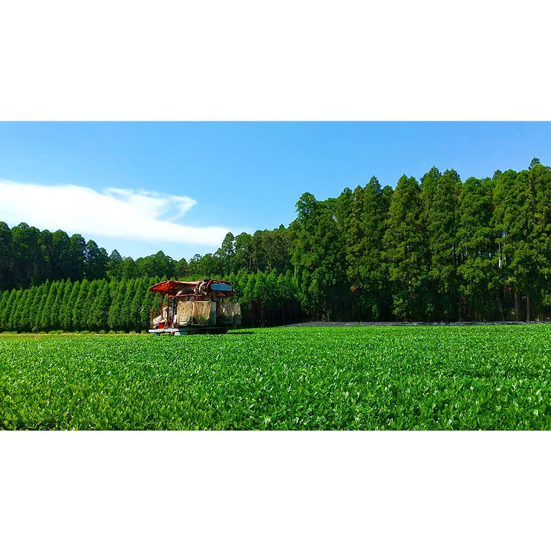 Sueyoshi Tea Atelier #001: 2022 "Furusato no Hana" Saemidori Fukamushi Kabusecha from Kagoshima 末吉銘茶 郷里の華 さえみどり - yumenet.live
