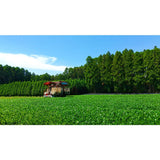 Sueyoshi Tea Atelier #001: 2022 "Furusato no Hana" Saemidori Fukamushi Kabusecha from Kagoshima 末吉銘茶 郷里の華 さえみどり - yumenet.live