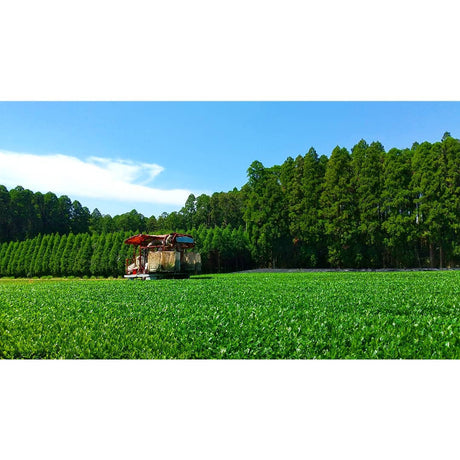 Sueyoshi Tea Atelier #001: 2022 "Furusato no Hana" Saemidori Fukamushi Kabusecha from Kagoshima 末吉銘茶 郷里の華 さえみどり - yumenet.live