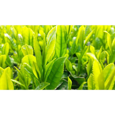 Sueyoshi Tea Atelier #001: 2022 "Furusato no Hana" Saemidori Fukamushi Kabusecha from Kagoshima 末吉銘茶 郷里の華 さえみどり - yumenet.live