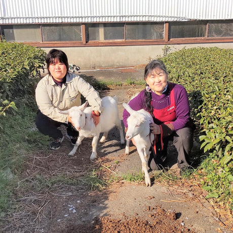 Tarui Tea Farm: 2022 Organic Fukamushicha Aracha, Unrefined Green-Roasted Tea 有機 荒茶仕上げ - yumenet.live