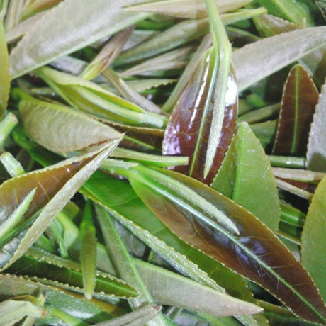 Tarui Tea Farm: 2022 Organic Sencha Chouseiden - Single Cultivar Shizu 7132 有機 長生殿 - yumenet.live