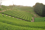 Uejima Tea Farm: Uji Matcha "Rei" 30g, (Samidori) Standard Ceremonial Grade 京都宇治和束茶　抹茶　玲 - yumenet.live
