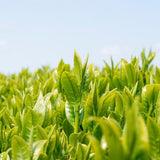 Wakoen Tea Farm: 2022 Kagoshima Fukamushicha - Miyabi 和香園 深蒸し茶 雅 - yumenet.live