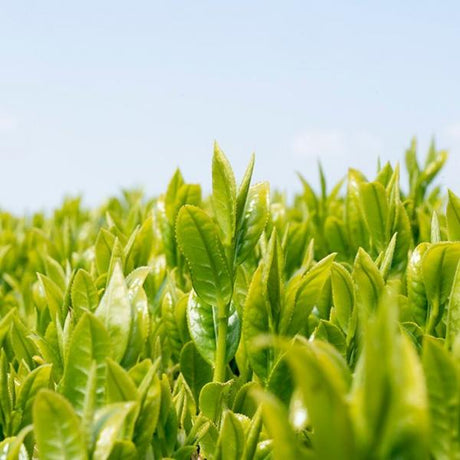 Wakoen Tea Farm: 2022 Kagoshima Fukamushicha - Takumi 和香園 深蒸し茶 匠 - yumenet.live