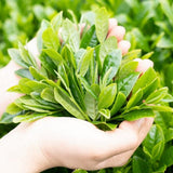 Wakoen Tea Farm: 2022 Kagoshima Fukamushicha - Yoh 和香園 深蒸し茶 陽 - yumenet.live