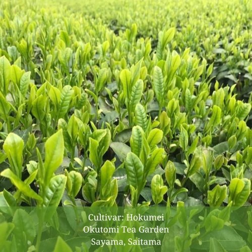 Withered Sencha Green Tea - #03 Hokumei, Single Cultivar by Okutomi Tea Garden - yumenet.live