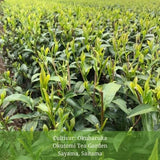 Withered Sencha Green Tea - #04 Okuharuka, Single Cultivar by Okutomi Tea Garden - yumenet.live
