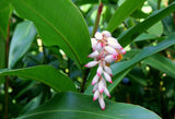 Yamane-en: Gettocha, Shell Ginger Leaves (Herbal, loose or tea bags) - yumenet.live