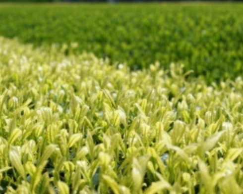 Yoshino Tea Garden: Horai Kincha Single Cultivar Sayama Golden Sencha Green Tea　蓬莱錦茶 - yumenet.live