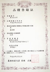 Yoshino Tea Garden: Horai Kincha Single Cultivar Sayama Golden Sencha Green Tea　蓬莱錦茶 - yumenet.live