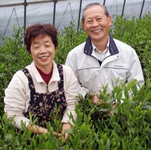 Yoshino Tea Garden: Horai Kincha Single Cultivar Sayama Golden Sencha Green Tea　蓬莱錦茶 - yumenet.live