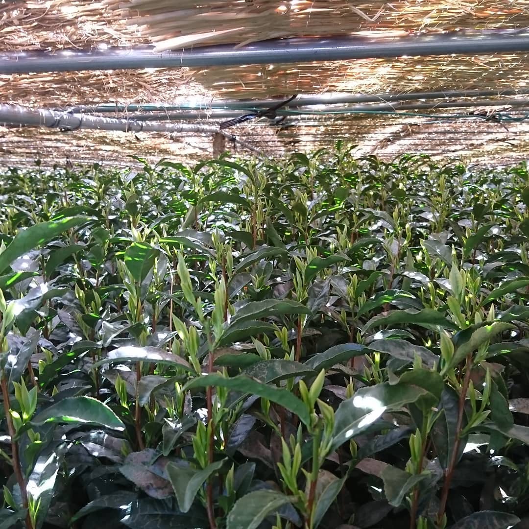 Yunomi Dojo Lesson 102: Shaded Teas - yumenet.live