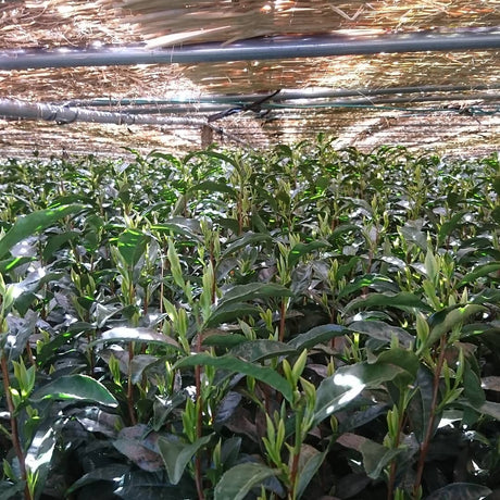 Yunomi Dojo Lesson 102: Shaded Teas - yumenet.live