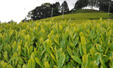 Zenkouen Tea Garden: #14 Japanese Black Tea (tea bags) (JAS Organic) - yumenet.live